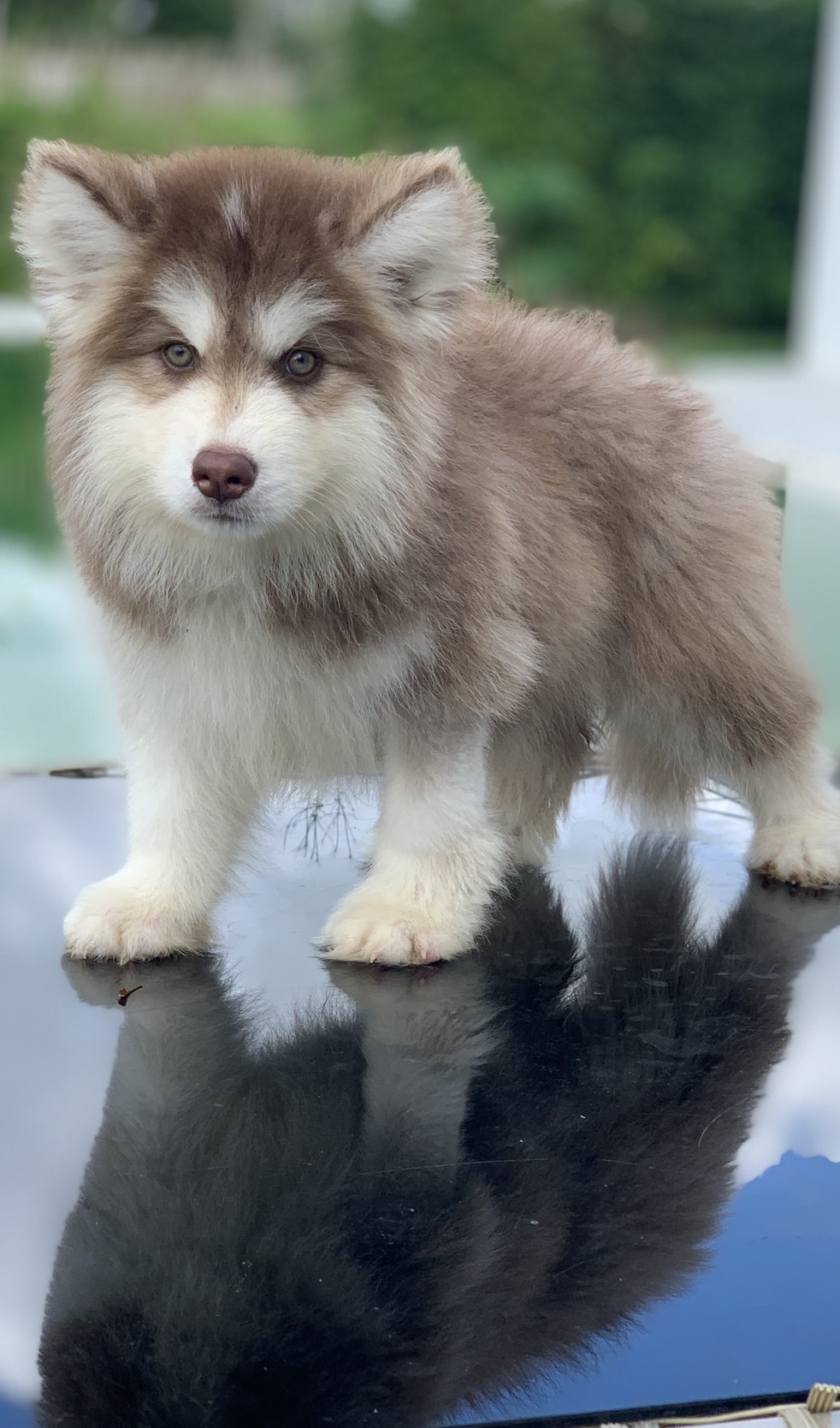 #ไซบีเรียนวู้ดลี่โค้ด 🐶