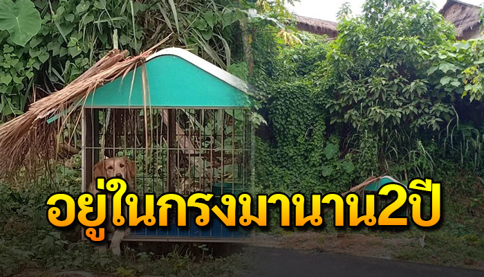 หมาโกลเด้นที่ต้องทนทุกข์ อยู่แต่ในกรงมานาน2ปี ไม่ได้เดินเล่นเหมือนตัวอื่นๆ