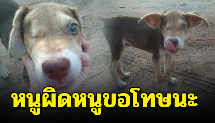 นั่งอยู่เฉยๆที่หน้าร้าน กลับถูกคนต่อว่าอย่าไปเข้าใกล้มันมันเป็นหมาไม่สมประกอบ