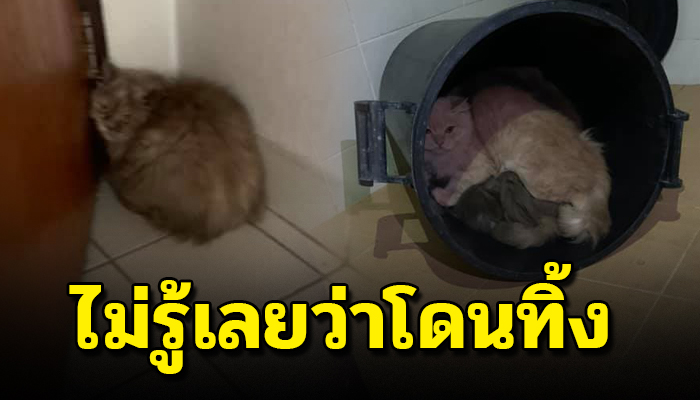 เจ้าเหมียว10 กว่าชีวิตได้แต่รอเจ้าของกลับมา ไม่รู้เลยว่าถูกทิ้ง