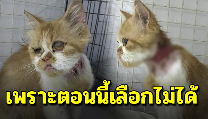 เจ้าเหมียว เดินเตร็ดเตร่หาของกิน เป็นแมวพันธุ์แต่ชีวิตนี้ยิ่งกว่าแมวจร