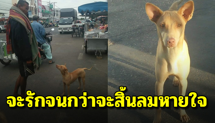 เจ้าตูบผู้ซื่อสัตย์ไม่เคยคิดเลือกเจ้าของ แม้จะไร้บ้านแต่จะรักจนกว่าจะสิ้นลมหายใจ