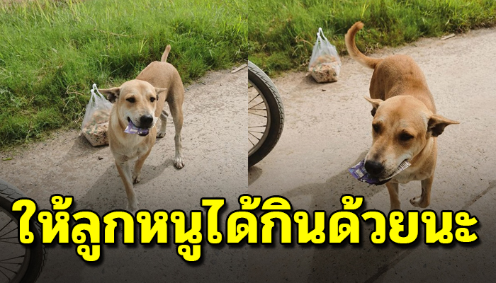 เจ้าตูบตั้งท้อง เดินคาบกระดาษมาให้หวังแลกข้าว เพื่อลูกในท้อง