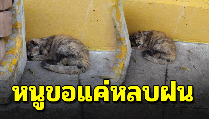 ไร้บ้านหาที่ซุกนอนหลบฝนตามร่มเงาตัวหนาวสั่น เมื่อตัวแก่ชราใครจะหามาดูแล