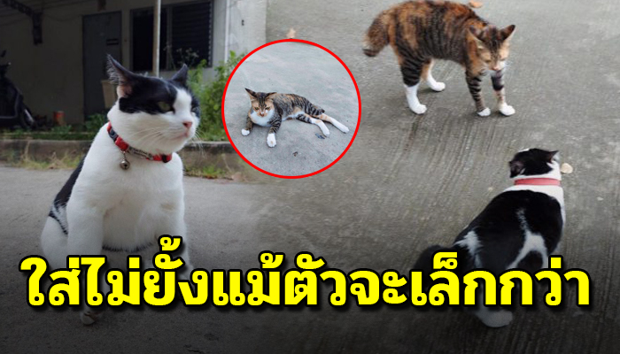 มีมวยแต่เช้าตรู่หลังถูกเขาทำชามนมของพี่แกคว่ำ เข้าใส่ไม่ยั้งแม้ตัวจะเล็กกว่า