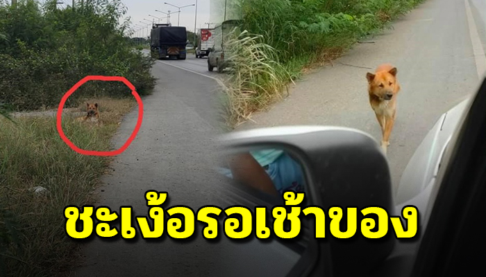 เจ้าตูบนั่งรอเจ้าของที่ข้างถนนเป็นอาทิตย์ ตัดสินใจตามสืบแต่มันไม่ใช่อย่างที่คิด