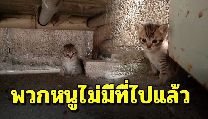 นอนกกกันไว้ที่ใต้ถุนบ้าน  ไม่รู้จะไปทางไหนดี หวังมีคนรับเลี้ยงดู