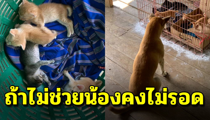 หนุ่มเล่าได้เลี้ยงแก๊งแมว แบบไม่คาดฝัน กับการเลี้ยงแมวครั้งแรกในชีวิต