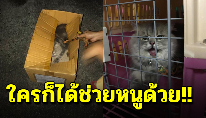 แมวพันธ์ถูกเลี้ยงแต่ในบ้าน หลงทิศหลงทางตามหาเจ้าของ หลุดมาทั้งเชือกโดนเขาฟัด