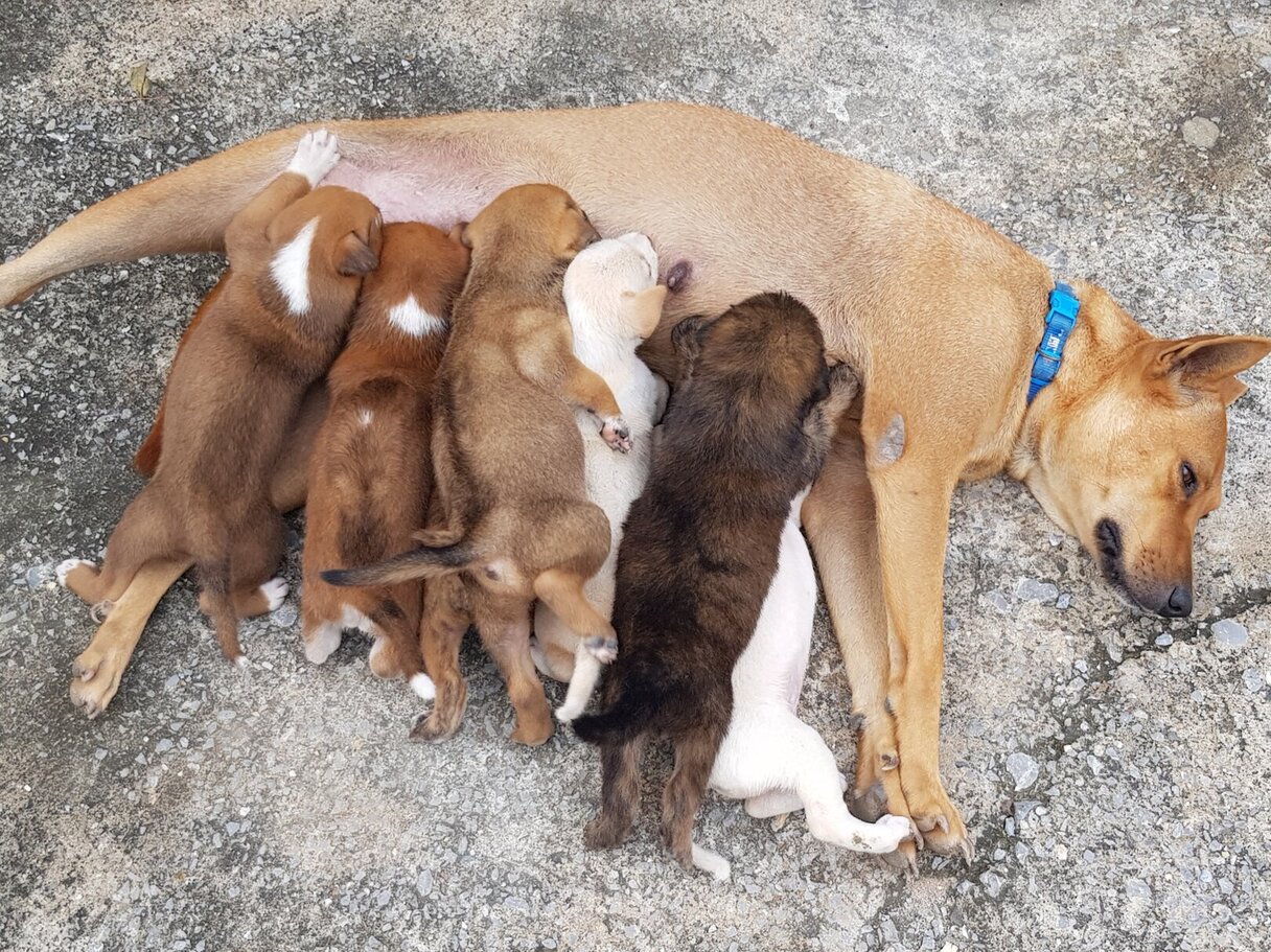 หาบ้านให้น้องหมาทั้ง7