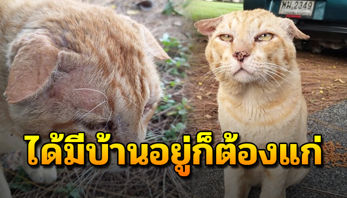 แมวแก่เจียมตัวด้วยวัย15ปี กับบ้านหลังแรกสู่ความสุขในบั้นปลายสุดท้ายของชีวิต