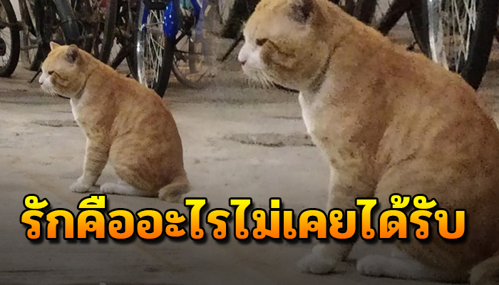 แมวตัวอ้วน ด้วยเกิดเป็นจรตั้งแต่เกิดกับความรักที่ไม่เคยมีทาสสักคนไม่เคยได้สัมผัส