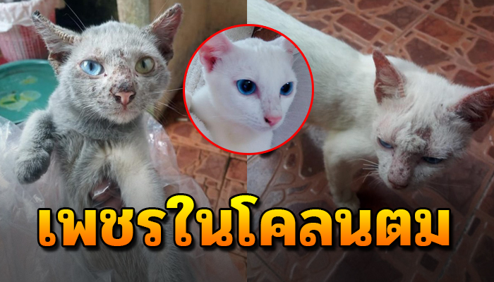 ต้องกลายเป็นจรถูกเขาเทเดินเร่ไร้จุดหมาย เฝ้าเลี้ยงดูจึงได้เห็นเพชรในโคลนตม