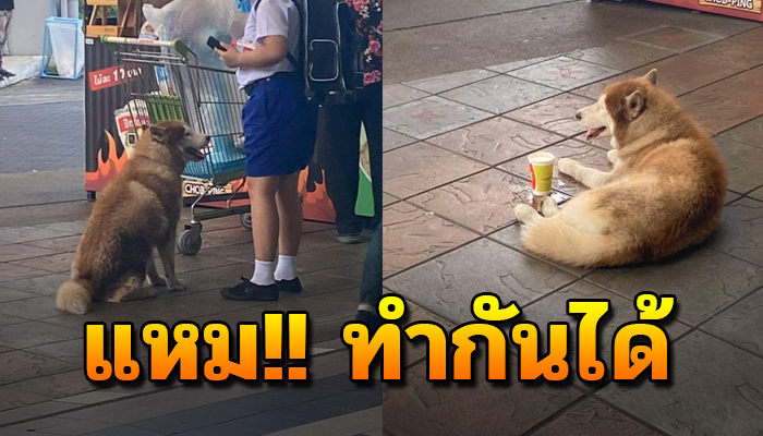 ไซตัวผอมสุดน่าสงสาร ขอกินหมูปิ้งประทังหิว สุดท้ายโดนเปิดโปง