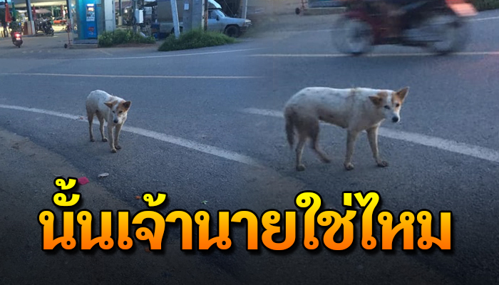 วิ่งตามรถเก๋งสีขาวที่ผ่านไปมาทุกวัน กับความหวังลมๆแล้งๆว่าเป็นเจ้าของ