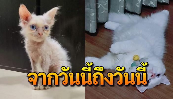 หนีหมามาหลบที่หน้าบ้าน จึงรับมาเลี้ยงเฝ้าดูแลไม่ขาดเลยได้เห็นผ้าขีริ้วห่อทอง