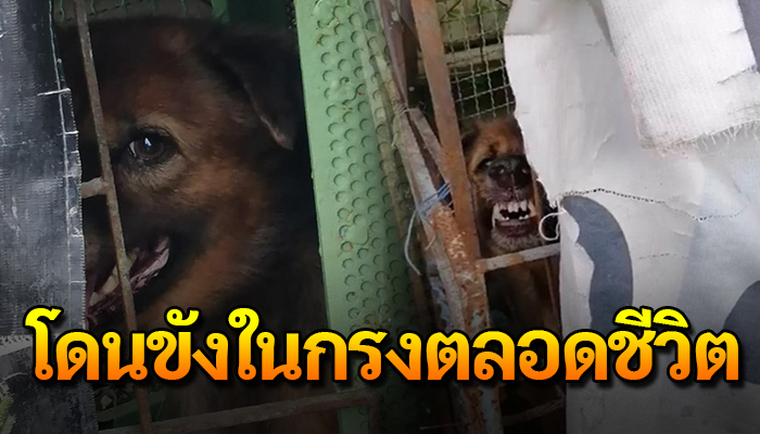 เจ้าตูบถูกขังมาตลอดทั้งชีวิต ฝนตกแดดออกก็ต้องทน ทำอะไรไม่ได้นอกจากอดทน