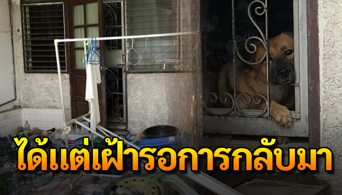 เจ้าตูบอยู่แต่ในบ้าน ไม่รู้เลยว่าโดนทิ้ง หวังเจ้าของกลับมาหาสักวัน