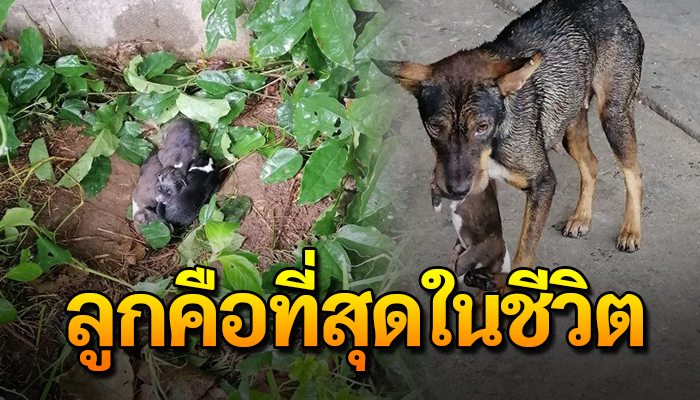 แม่หมาต้องคาบลูกวิ่งหนี หลังมีคนคอยขับไล่กระเสือกกระสนดิ้นรนขอให้ลูกอยู่รอด