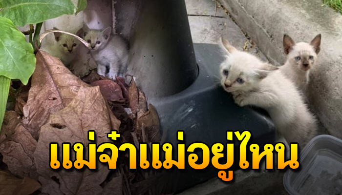 โดนปล่อยไว้ พร้อมกับถ้วยใส่น้ำเปล่า กลัวจนตัวสั่นด้วยหวังว่าแม่จ๋าจะกลับมา