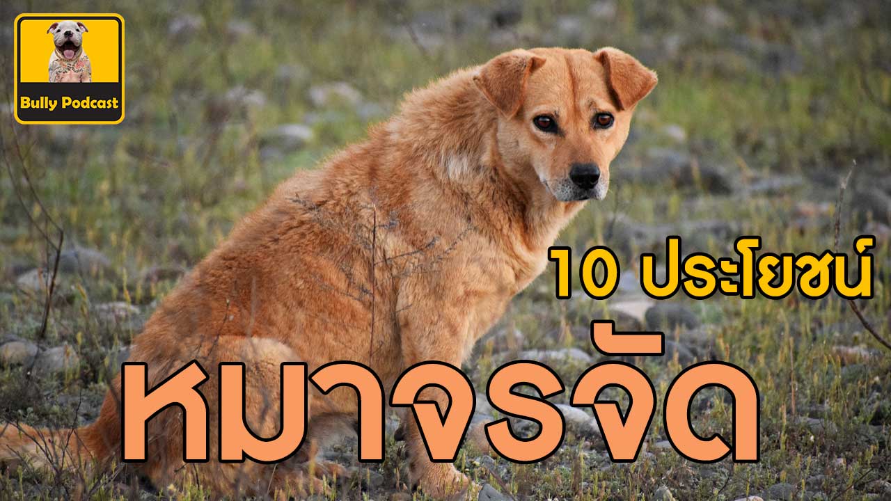 10 ประโยชน์การเลี้ยงหมาจรจัด
