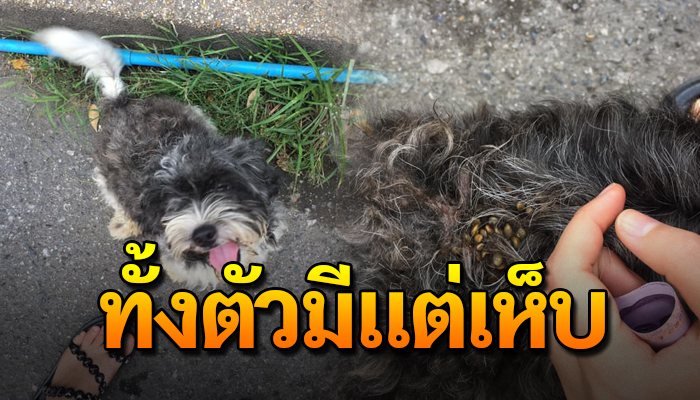เจ้าตูบนั่งหน้าหงอยอยู่ริมถนน ไม่มีแม้เจ้าของดูแล ทั้งเนื้อทั้งตัวมีแต่เห็บ