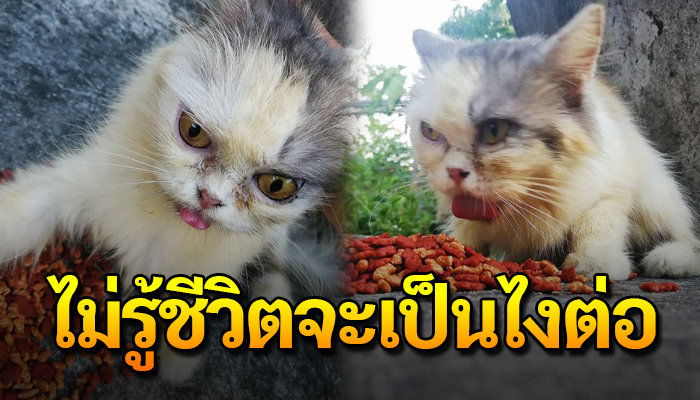 แมวจร อยู่ในสภาพผอมโซ ไร้เรี่ยวแรงจะยืน เดินเร่ร่อนไม่รู้ชีวิตจะเป็นไงต่อ