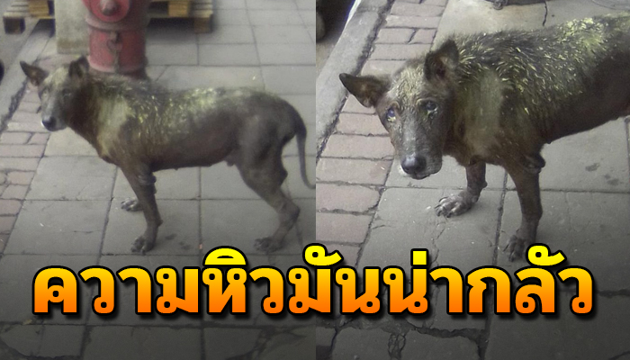 แม่หมาลูกอ่อน กินเศษพริกประทังชีวิต เพราะเจ้าของไม่สนใจให้เลี้ยงลูกลำพัง