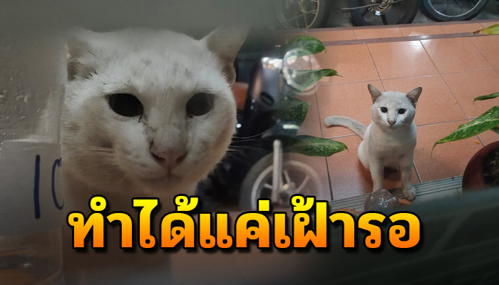 เฝ้ารอทั้งคนทั้งแมว หลังหลงรักกันโดยไม่มีเงื่อนไขได้แต่นั่งเฝ้ารอให้เธอกลับมาหา