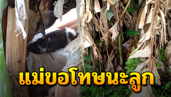 แม่สุนัขกอดลูกน้อยไว้ อยู่ในดงกล้วย มีดงกล้วยได้พักพิง ไร้ผู้คนสนใจ