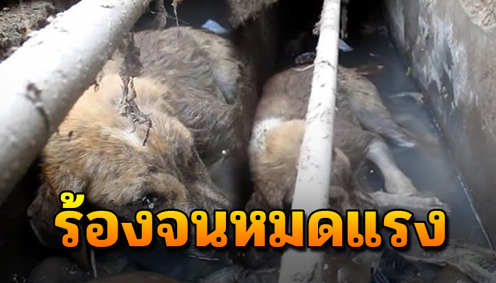 เจ้าตูบส่งเสียงร้องจนหมดแรง จากท่อระบายน้ำไร้แม้เรี่ยวแรงยกหัวพ้นน้ำเน่า