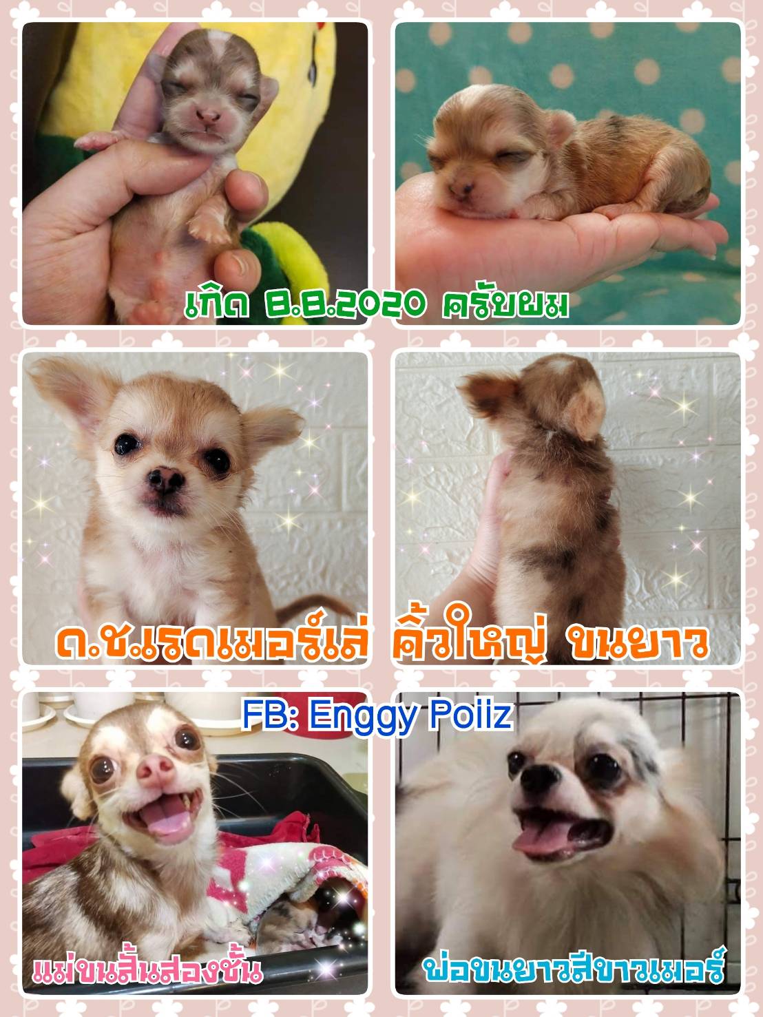 หนุ่มน้อยชิวาวาขนยาว สีเรดเมอร์เล่+มาร์คไซบีเรียน ตัวสุดท้าย พร้อมย้ายบ้านครับ