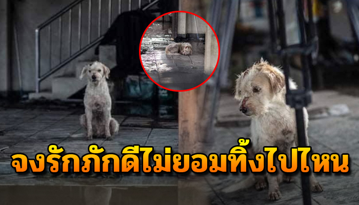 เจ้าตูบ จงรักภักดีไม่ยอมทิ้งไปไหน หลัง ท่อเเก็สระเบิดที่ สมุทรปราการ แม้บาดเจ็บ