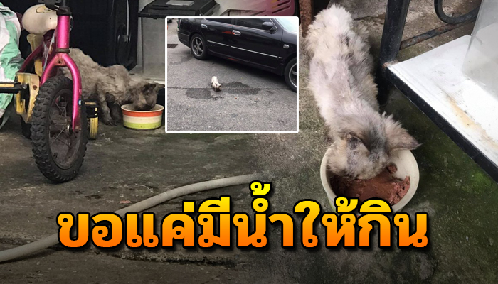 เจ้าเหมียวเคยมีบ้านอยู่อดสู่ตัวเป็นจร เดินเร่ขออาหารผอมโซอาศัยร่มหลังคากำบังฝน