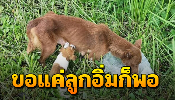 แม่หมา ยอมอดเพื่อให้ลูกอิ่ม แม้ตนจะผอมแห้งไร้แม้เรี่ยวแรงจะเดิน
