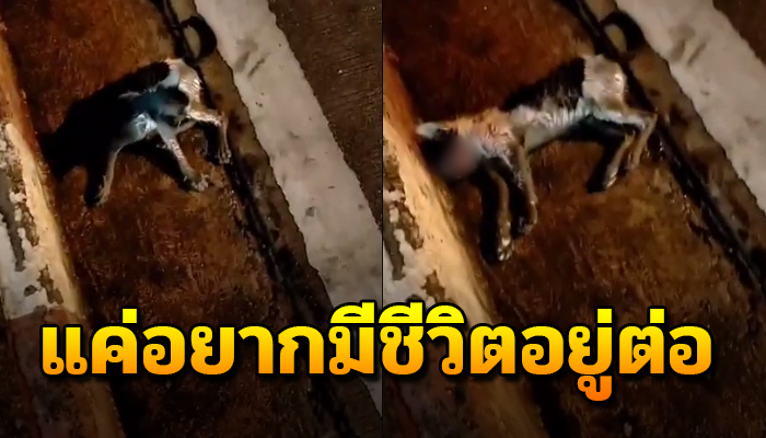 พยายามลุกขึ้นยืน ถึงแม้ลุกไม่ไหว เจ็บไปทั้งตัว แต่ก็อยากมีชีวิตอยู่ต่อ