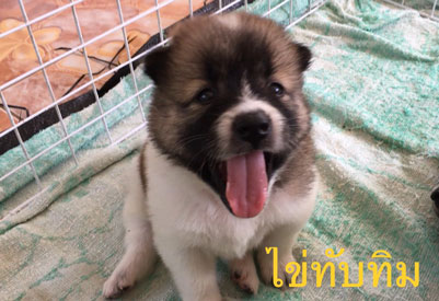 น้องหมาบางแก้วแท้ หมาบ้านแข็งแรง อารมณ์ดี ขี้เล่น ตัวอ้วนๆ ขนปุกปุยน่ารักๆ