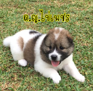 น้องหมาบางแก้วแท้ หมาบ้านแข็งแรง อารมณ์ดี ขี้เล่น ตัวอ้วนๆ ขนปุกปุยน่ารักๆ