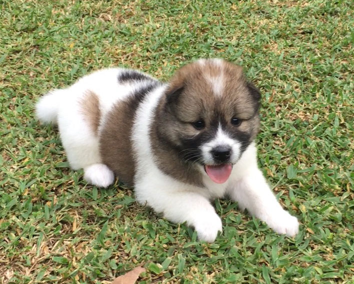 น้องหมาบางแก้วแท้ หมาบ้านแข็งแรง อารมณ์ดี ขี้เล่น ตัวอ้วนๆ ขนปุกปุยน่ารักๆ