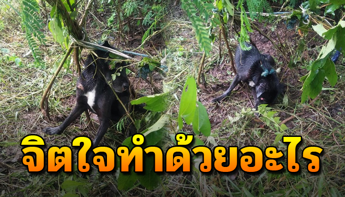 เจ้าตูบผอมโทรม โดนมัดไว้ไม่ได้ผิดอะไร ไม่เข้าใจว่าทำไมต้องทำกันถึงขนาดนี้