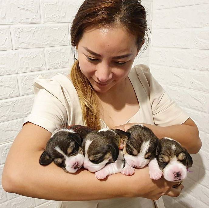 หาบ้านใหม่ให้น้องหมา บีเกิ้ลแท้