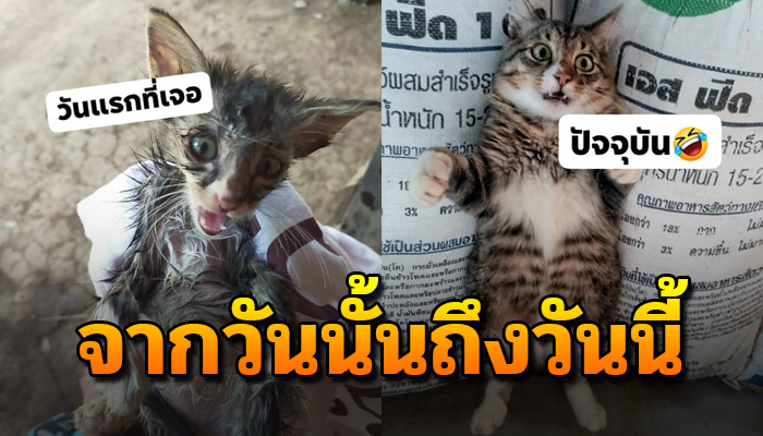 แฟนไปเจอข้างถนนเห็นสงสารเก็บมาเลี้ยง 6 เดือนต่อมา เปลี่ยนไปมาก