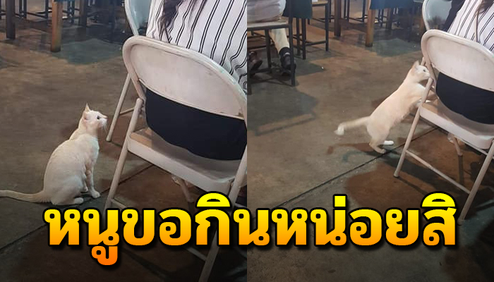 เดินมาออดอ้อนสะกิดขอเศษอาหาร เมื่อตัวขาลคงจะเคยมีบ้านให้อยู่อาศัย