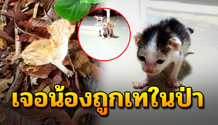 สาวพบลูกแมวถูกทิ้งในป่าที่มีแต่มด ต้องกลายเป็นแม่แมวจำเป็น หลังไม่เคยเลี้ยงแมว