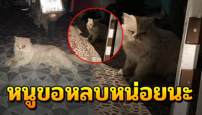 เจ้าเหมียวเดินมาขออาศัยร่มเงา ที่ให้นอนคอยหลบภัย เมื่อเดินหลงทางมา