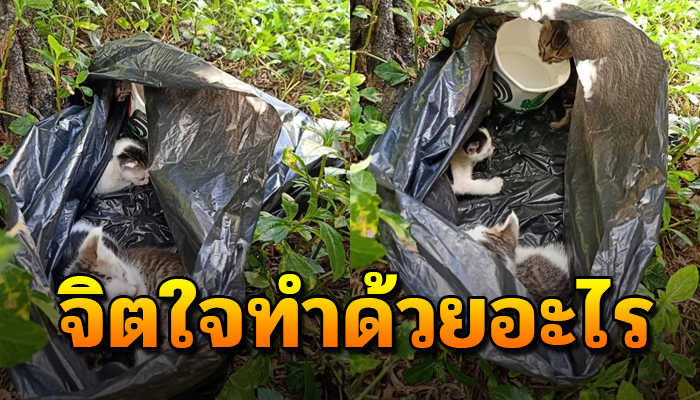 เจ้าเหมียวน้อย ถูกเขาเอามาไว้ข้างป่า แถมถูกพรากจากอกแม่ไร้เรี่ยวแรงจะลุกยืน