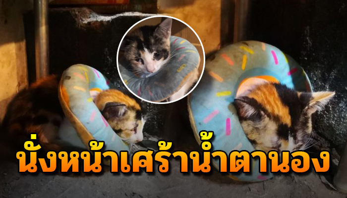 เจ้าแมวน้อย ดินมาร้องส่งเสียงขอให้ช่วย เมื่อตัวป่วยมีโดนัทคาติดคอ