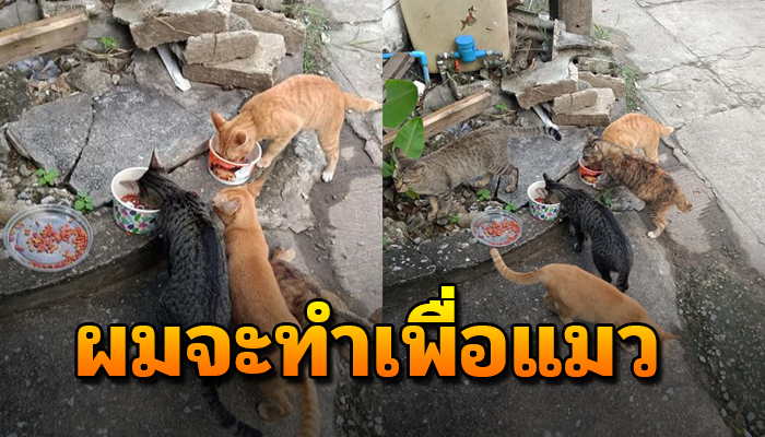 เห็นแมวจร เลยจอดให้อาหาร แต่กลับต้องมารู้สึกผิด ที่ครอบครัวไม่เข้าใจที่เราทำ