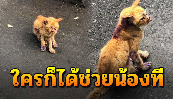 น้องแมวมีแต่บาดแผลเต็มตัวเดินแทบไม่ไหว หากไม่ได้รับการรักษาน้องคงต้องสิ้นใจ