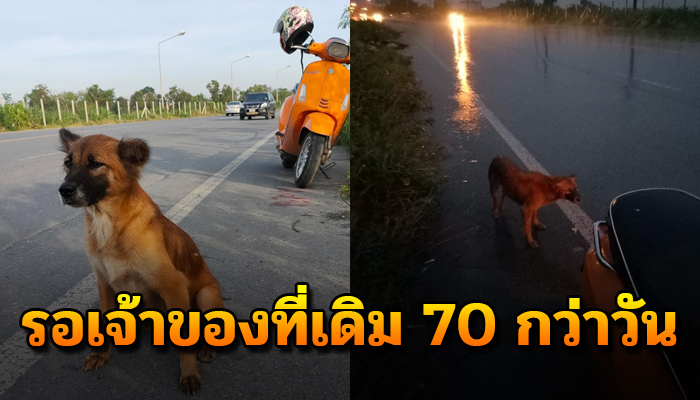 นั่งอยู่ที่เดิมไม่ยอมไปไหน 70 กว่าวันแม้พายุจะเข้าลมจะแรงฝนจะตกก็ยังอยู่ที่เดิม